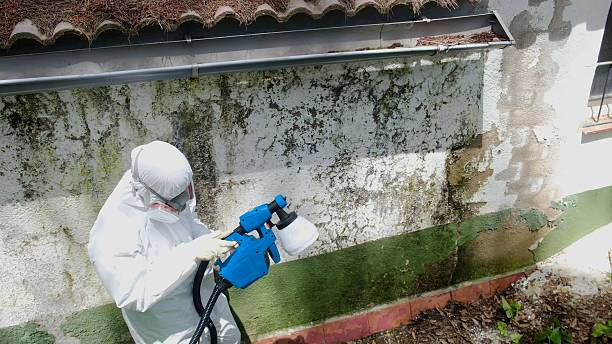 Mold Remediation service in Linden, Linden, MI